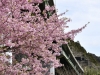 上条の桜