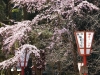 枝垂れ桜と段幕