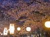 新河岸川夜桜