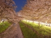 新河岸川夜桜