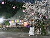喜多院夜桜