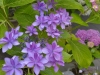 境内の紫陽花